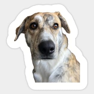 Paulas Dog Sticker